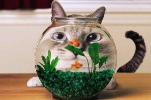 cat, Aquarium, Goldfish, Distortion, Humor