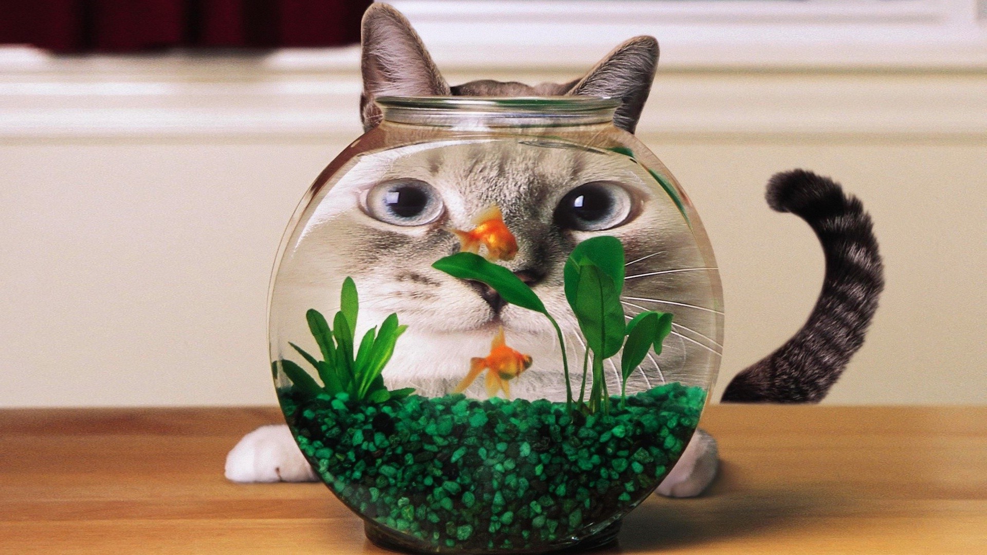 cat, Aquarium, Goldfish, Distortion, Humor Wallpaper