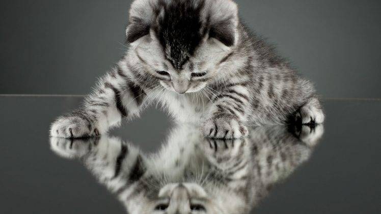 cat, Kittens, Animals, Nature, Baby Animals, Mirror, Reflection HD Wallpaper Desktop Background