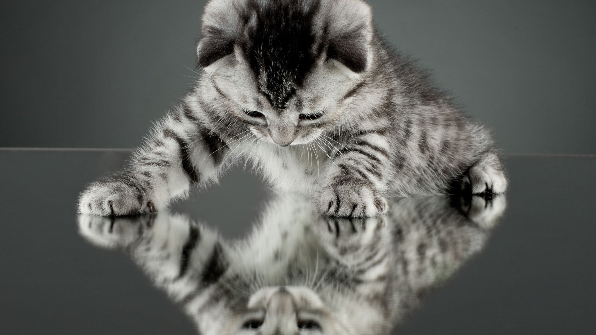 cat, Kittens, Animals, Nature, Baby Animals, Mirror