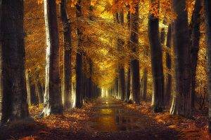 landscape, Nature, Puddle, Leaves, Trees, Gold, Path, Fall, Forest