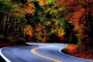 landscape, Nature, Road, Asphalt, Forest, Fall, Leaves, Colorful, Shrubs, Trees