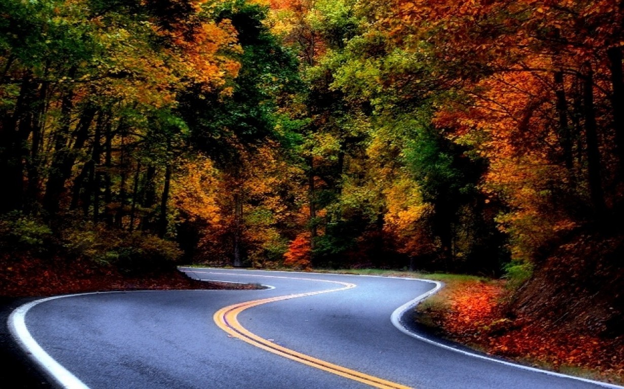 landscape, Nature, Road, Asphalt, Forest, Fall, Leaves, Colorful, Shrubs, Trees Wallpaper