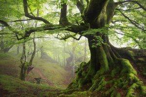 landscape, Nature, Moss, Spring, Forest, Mist, Trees, Sunrise, Roots, Hill, Green