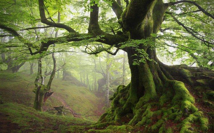 landscape, Nature, Moss, Spring, Forest, Mist, Trees, Sunrise, Roots, Hill, Green HD Wallpaper Desktop Background