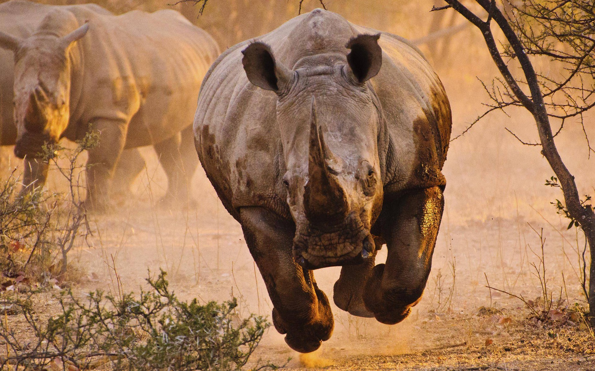 animals, Rhino, Savannah, Desert, Nature Wallpapers HD ...