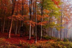 nature, Landscape, Fall, Mist, Forest, Colorful, Ferns, Trees, Leaves