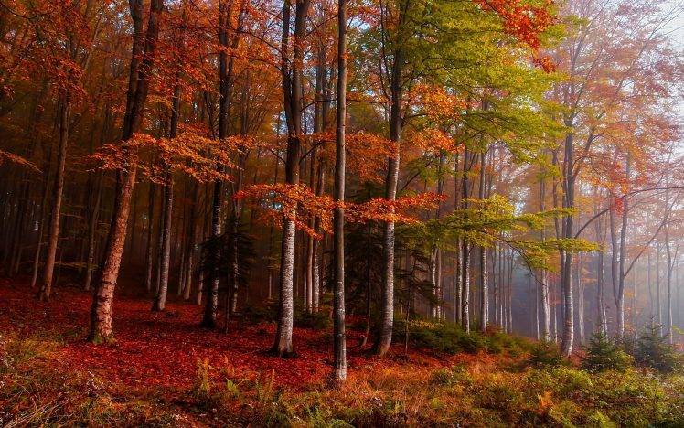 nature, Landscape, Fall, Mist, Forest, Colorful, Ferns, Trees, Leaves HD Wallpaper Desktop Background