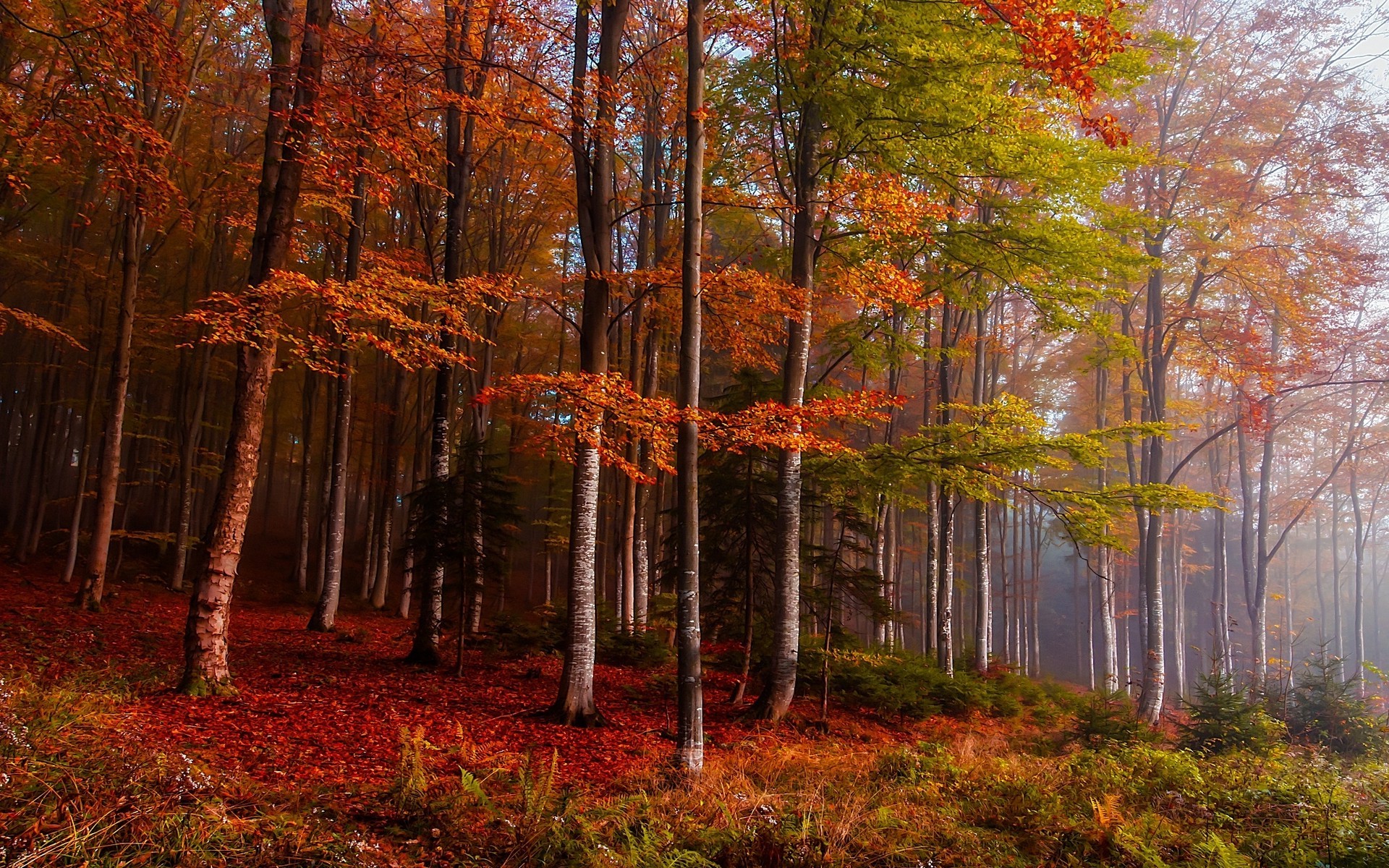 nature, Landscape, Fall, Mist, Forest, Colorful, Ferns, Trees, Leaves Wallpaper