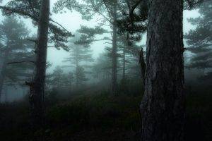 nature, Landscape, Mist, Sunrise, Morning, Dark, Trees, Shrubs, Forest, Hill, Atmosphere