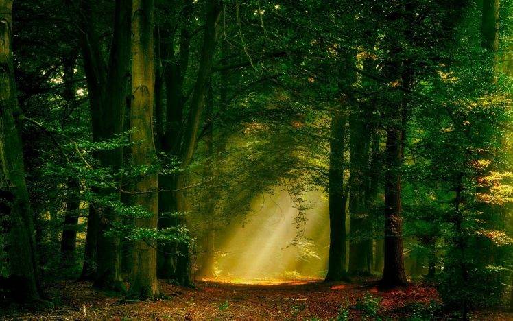 sun Rays, Forest, Nature, Path, Trees, Landscape, Mist HD Wallpaper Desktop Background