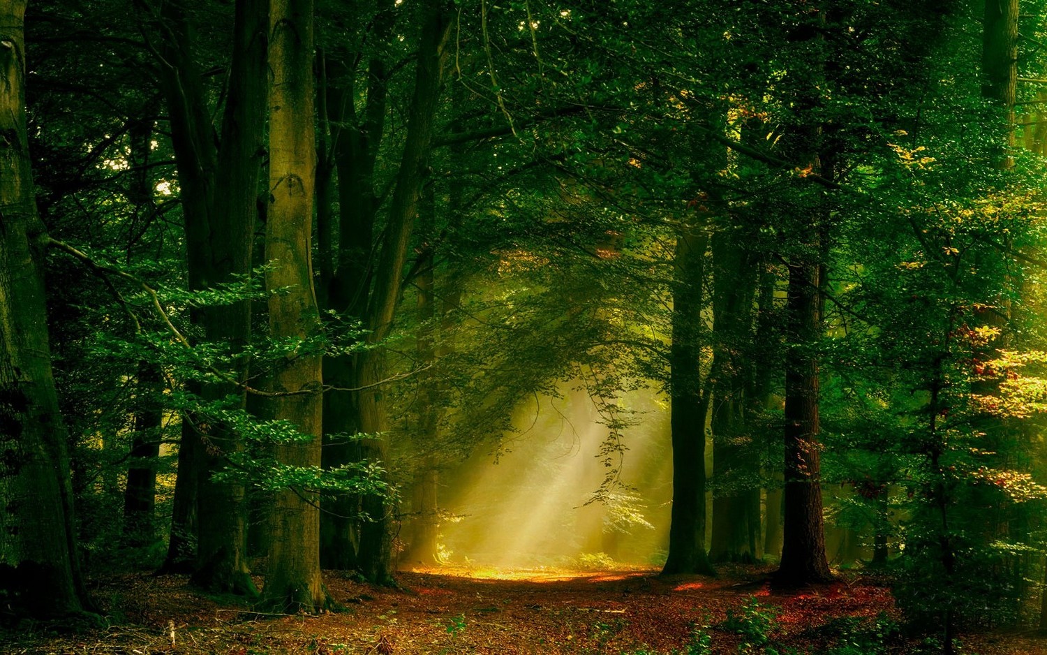 sun Rays, Forest, Nature, Path, Trees, Landscape, Mist Wallpaper