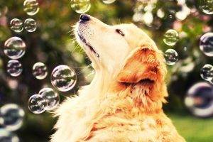 dog, Animals, Bubbles, Golden Retrievers, Nature