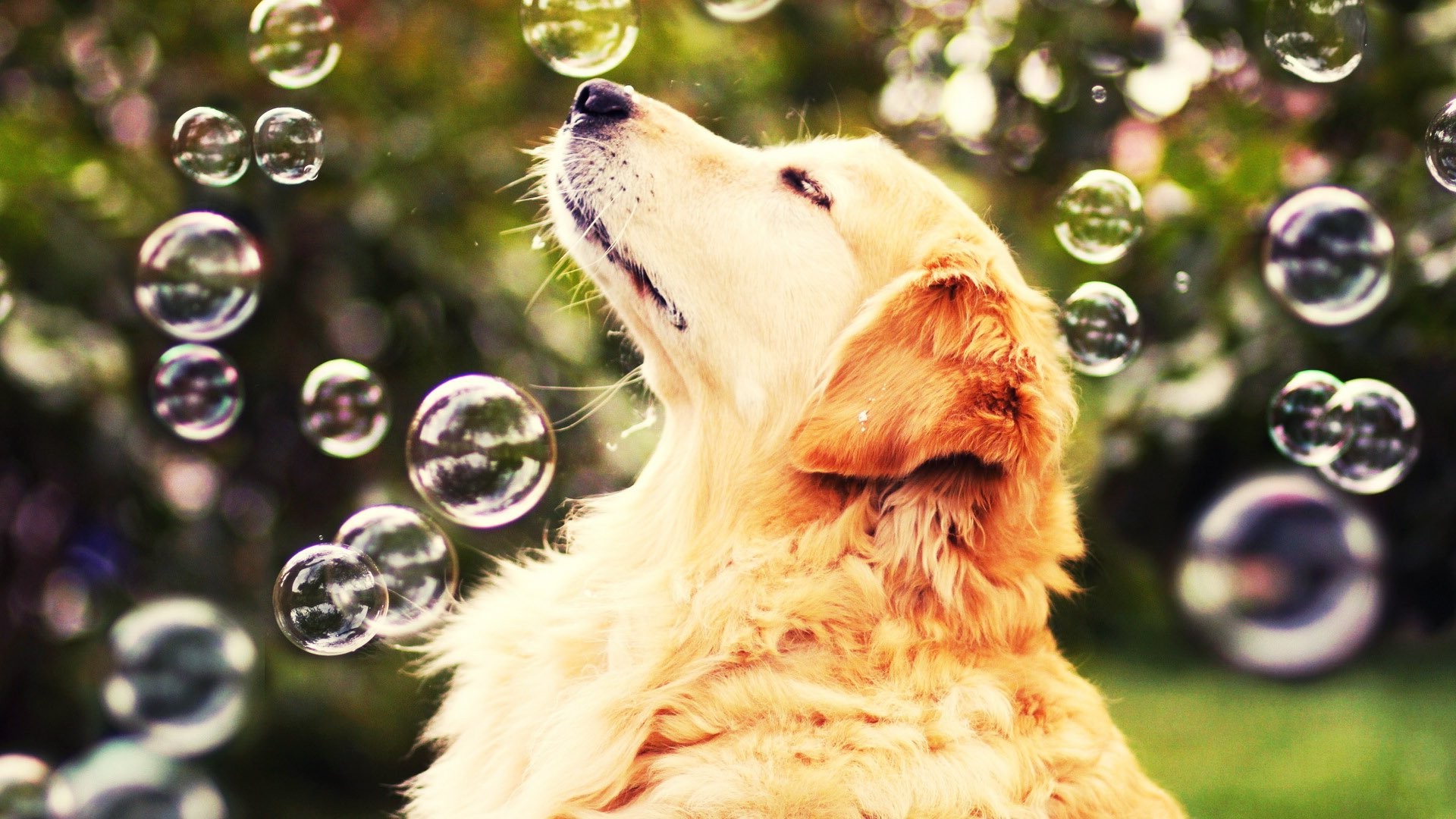 dog, Animals, Bubbles, Golden Retrievers, Nature Wallpaper
