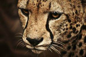 cheetahs, Animals