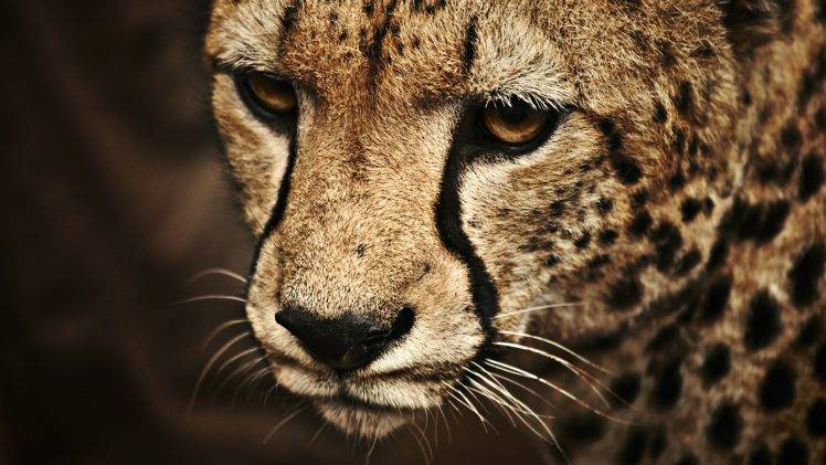 cheetahs, Animals HD Wallpaper Desktop Background