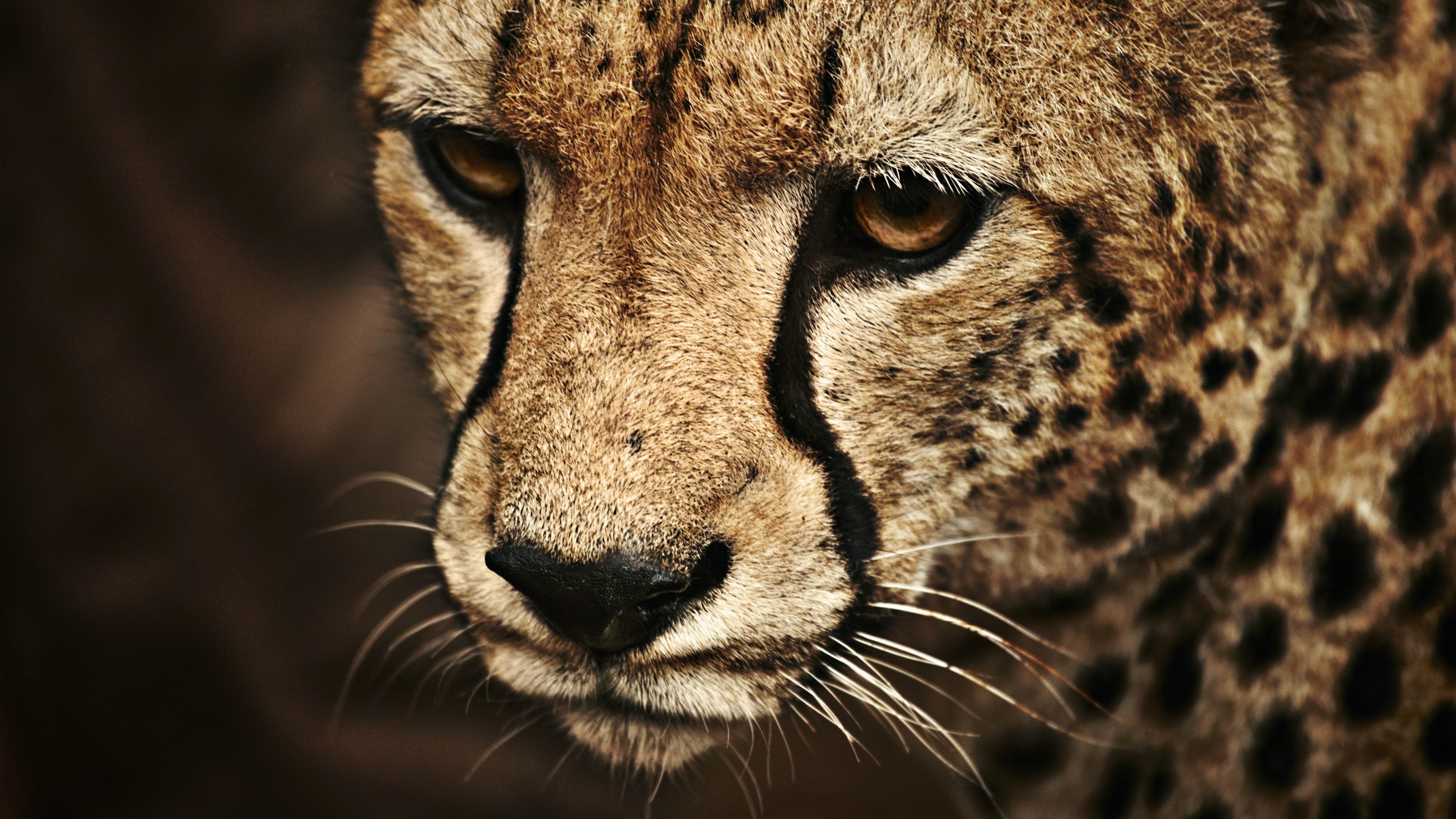 cheetahs, Animals Wallpaper