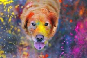 animals, Colorful, Paint Splatter, Dog, Labrador Retriever
