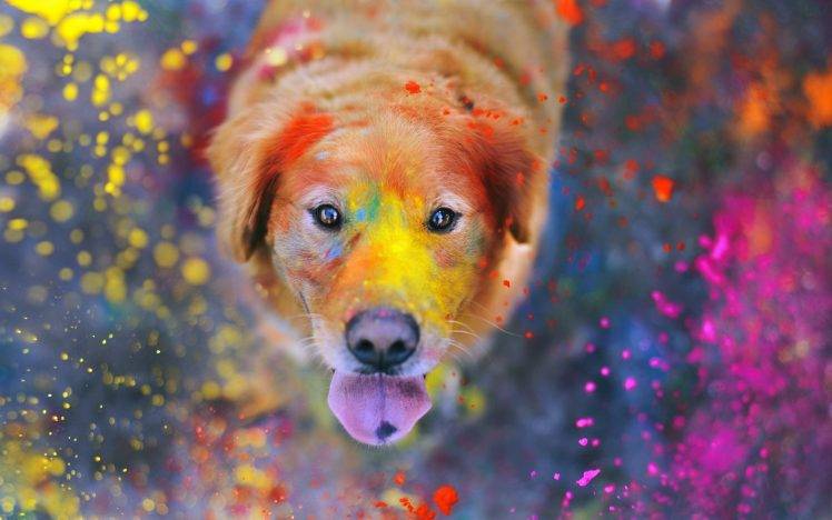 animals, Colorful, Paint Splatter, Dog, Labrador Retriever HD Wallpaper Desktop Background