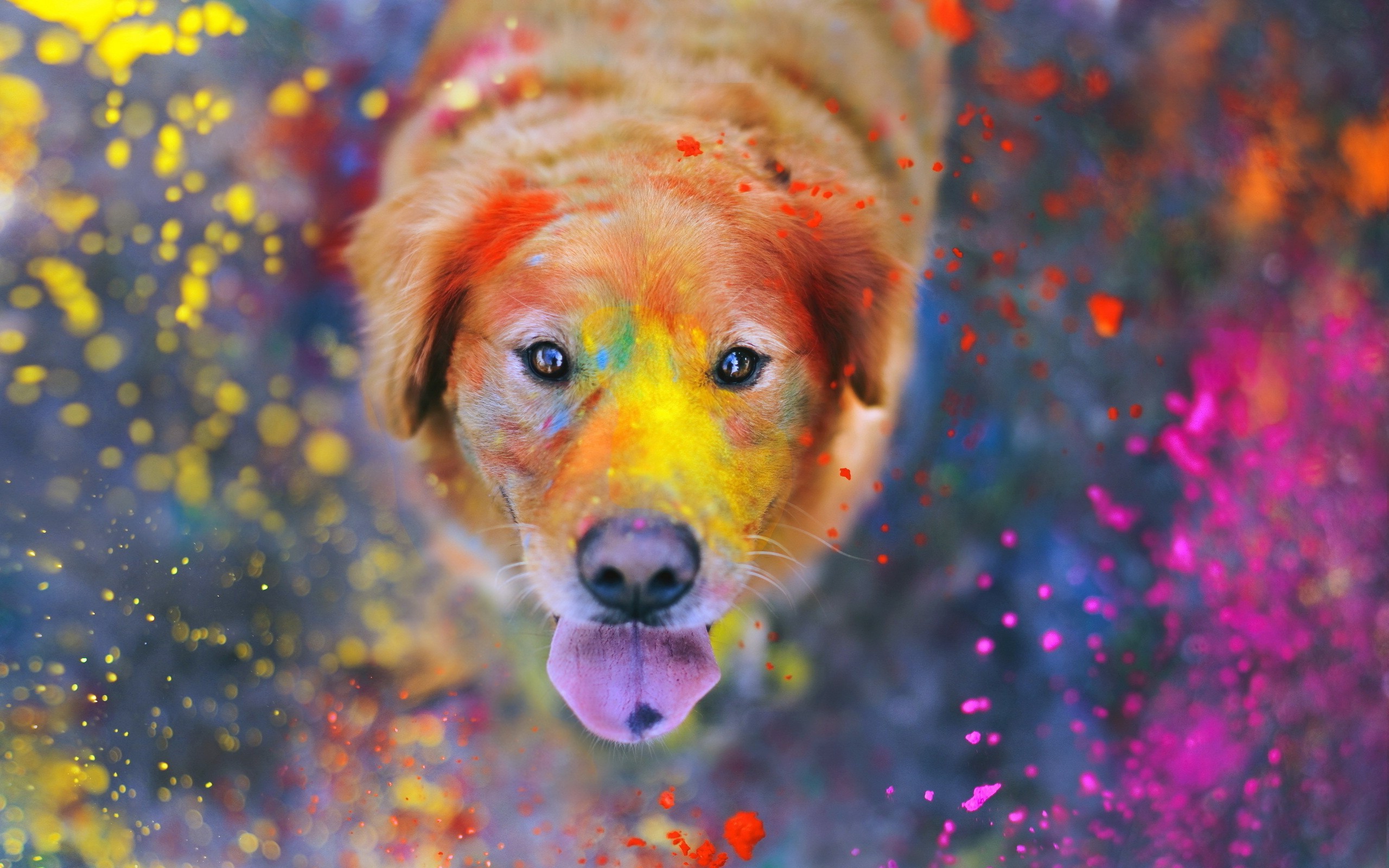 animals, Colorful, Paint Splatter, Dog, Labrador Retriever ...