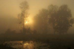 nature, Landscape, Mist, Trees, Grass, Sunrise, Shrubs, France, Puddle, Water