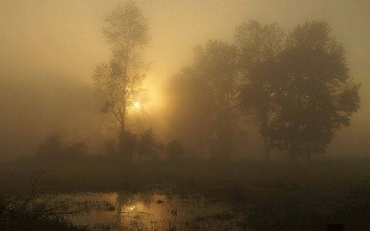 nature, Landscape, Mist, Trees, Grass, Sunrise, Shrubs, France, Puddle, Water HD Wallpaper Desktop Background