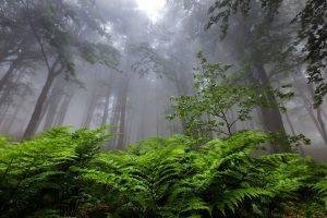 nature, Landscape, Forest, Mist, Ferns, Bulgaria, Trees, Atmosphere