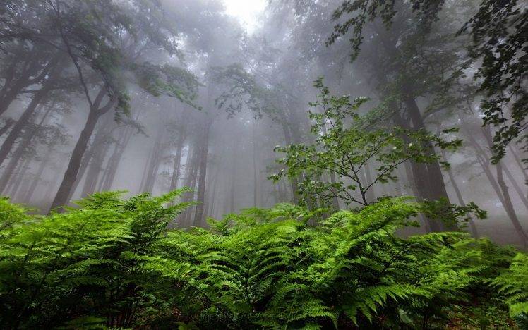 nature, Landscape, Forest, Mist, Ferns, Bulgaria, Trees, Atmosphere HD Wallpaper Desktop Background