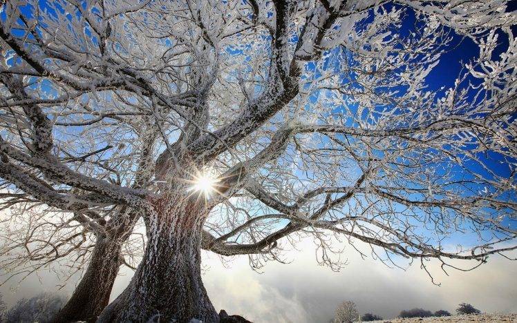 nature, Landscape, Trees, Winter, Snow, Frost, White, Sun, Cold, France, Clouds HD Wallpaper Desktop Background