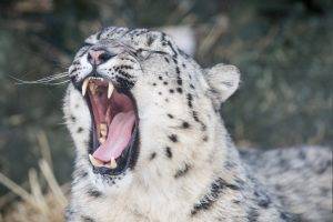 animals, Snow Leopards, Teeth, Yawning