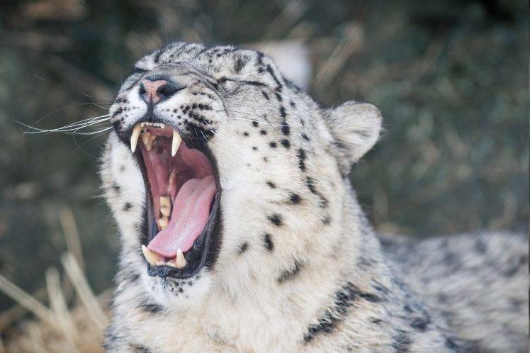 animals, Snow Leopards, Teeth, Yawning HD Wallpaper Desktop Background