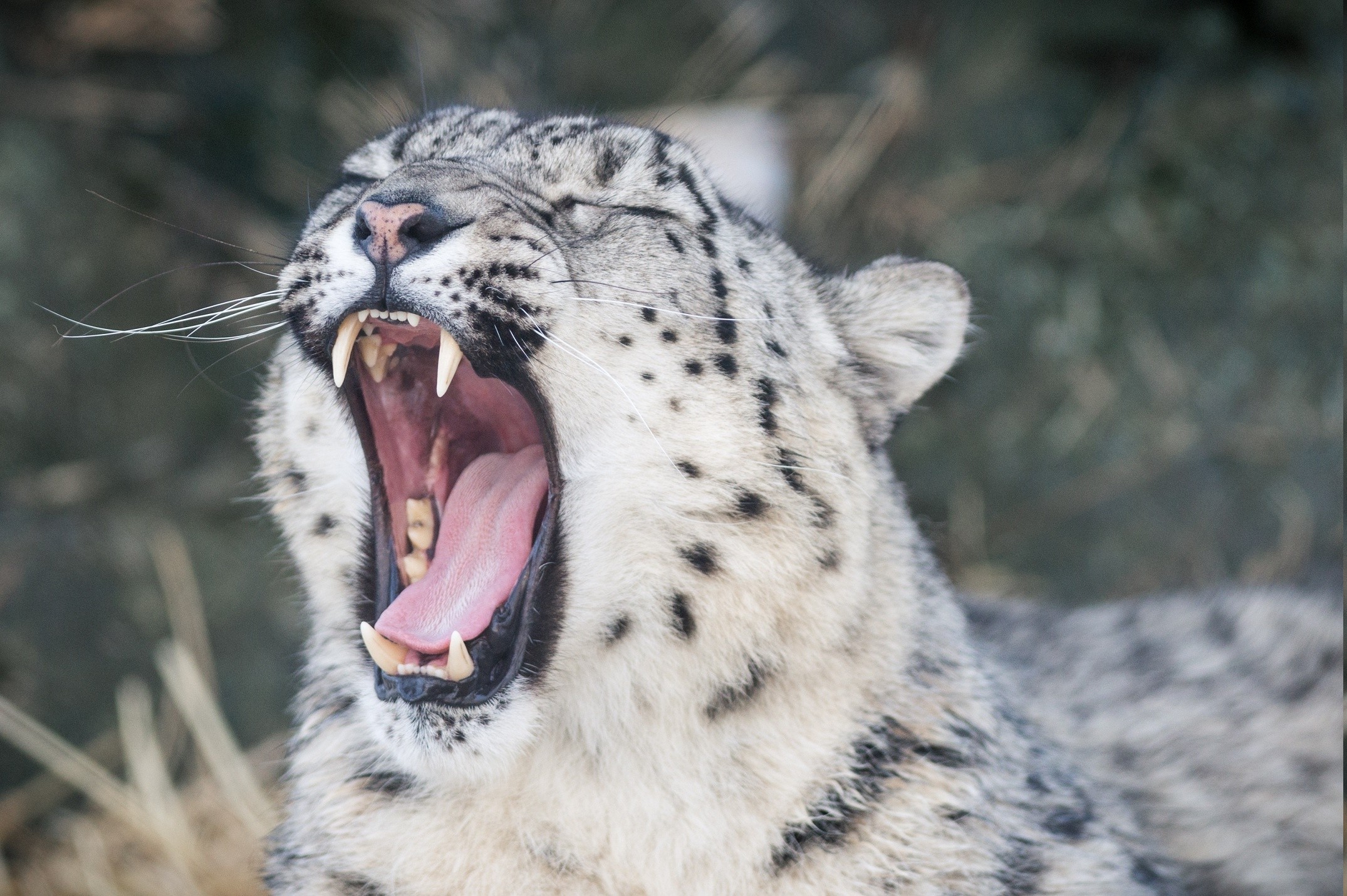 animals, Snow Leopards, Teeth, Yawning Wallpaper