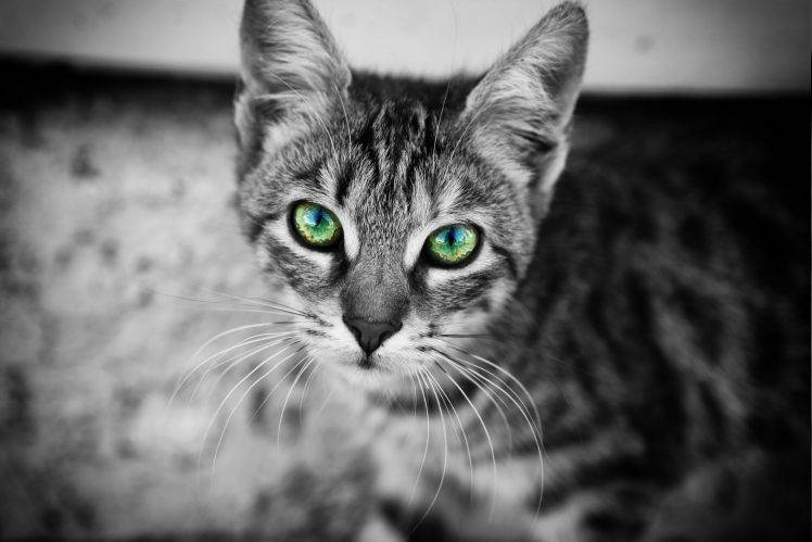 cat, Animals, Monochrome, Selective Coloring HD Wallpaper Desktop Background