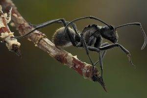 ants, Black, Macro, Insect, Animals, Nature