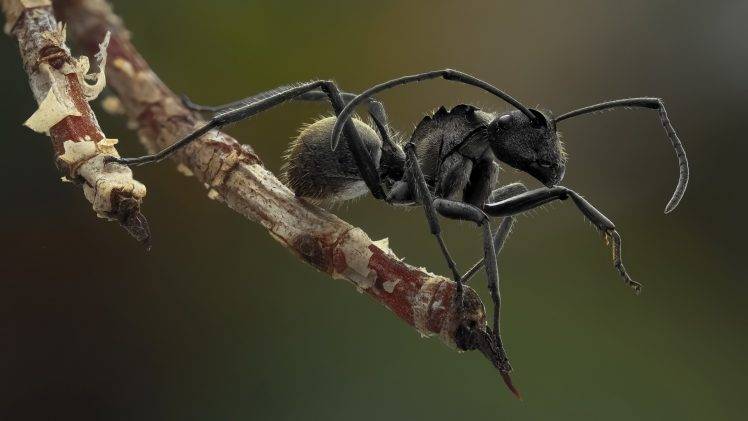 ants, Black, Macro, Insect, Animals, Nature HD Wallpaper Desktop Background