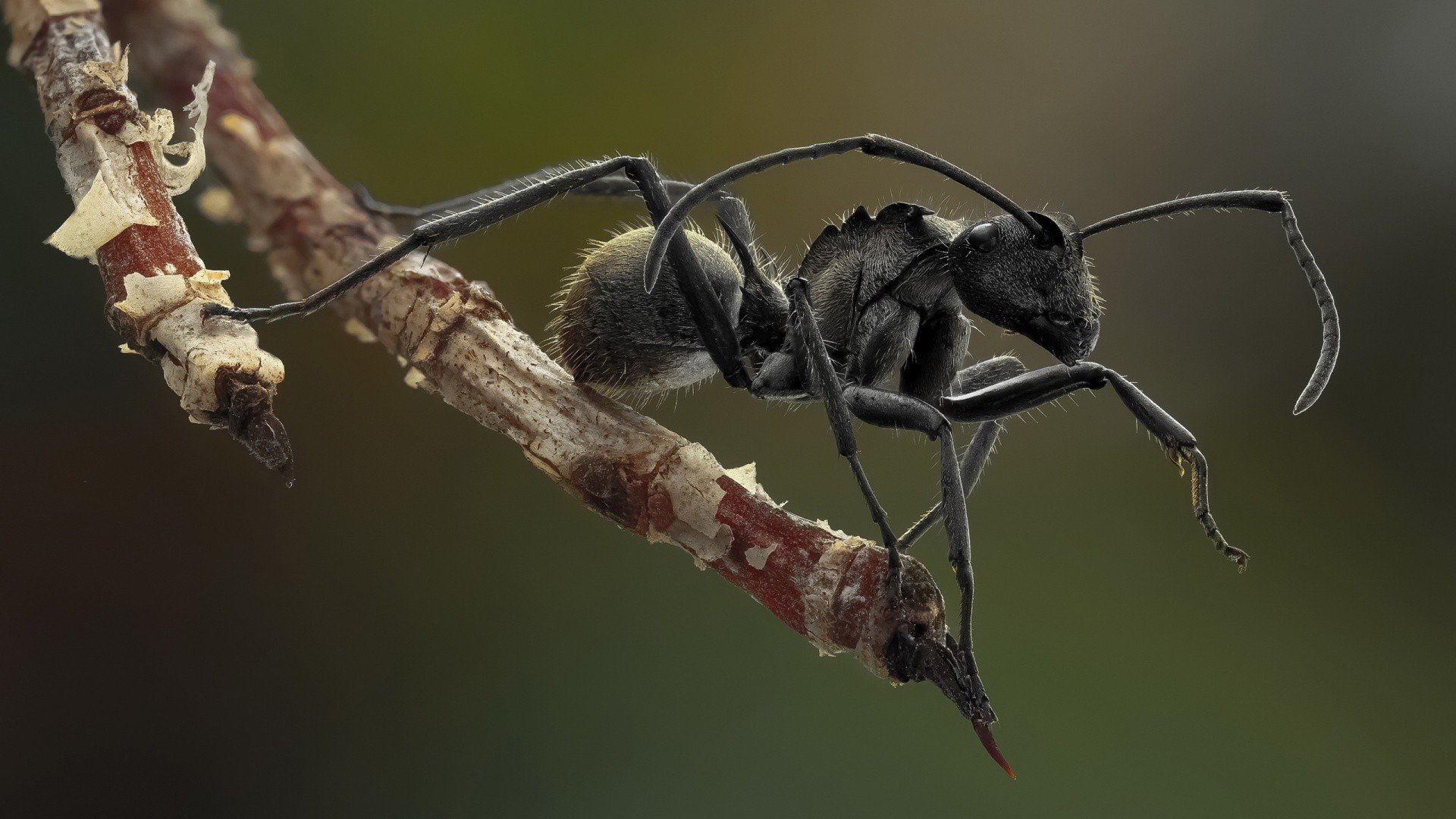 ants, Black, Macro, Insect, Animals, Nature Wallpapers HD