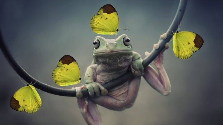 frog, Butterfly, Yellow, Animals, Nature, Closeup, Amphibian, Insect HD Wallpaper Desktop Background