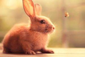 rabbits, Butterfly, Animals, Nature, Insect