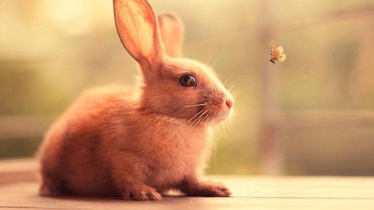 rabbits, Butterfly, Animals, Nature, Insect HD Wallpaper Desktop Background