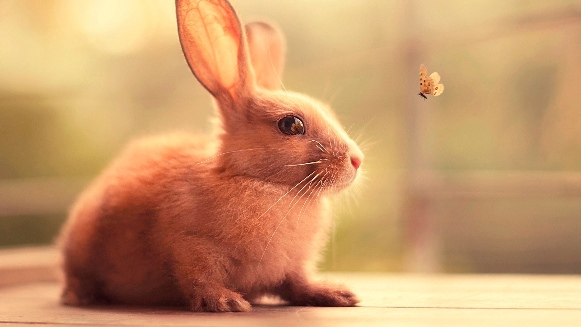 rabbits, Butterfly, Animals, Nature, Insect Wallpaper