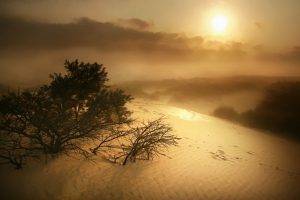 nature, Landscape, Dune, Sunrise, Shrubs, Mist, Sand, Clouds, Belgium
