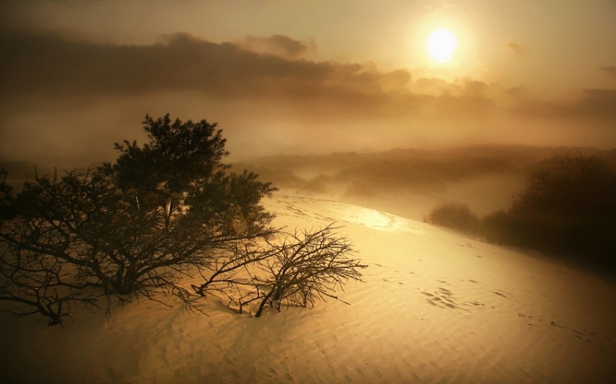 nature, Landscape, Dune, Sunrise, Shrubs, Mist, Sand, Clouds, Belgium Wallpaper