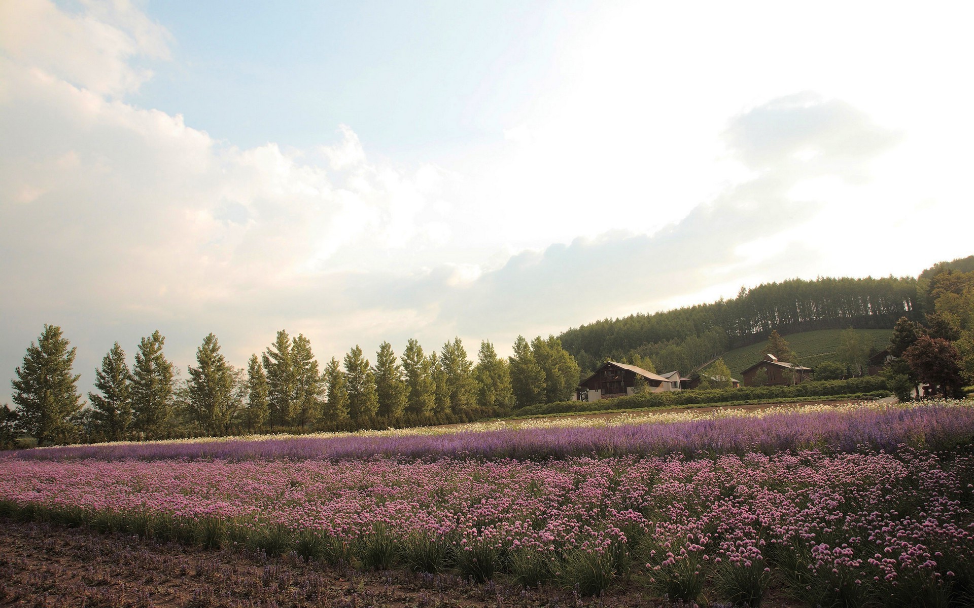 landscape, Field, Lavender Wallpaper