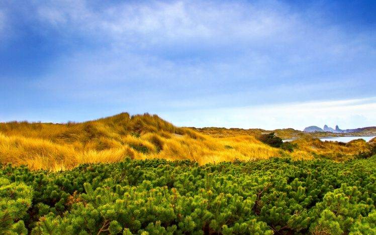 nature, Landscape, Field, Colorful, Plants, Shrubs HD Wallpaper Desktop Background