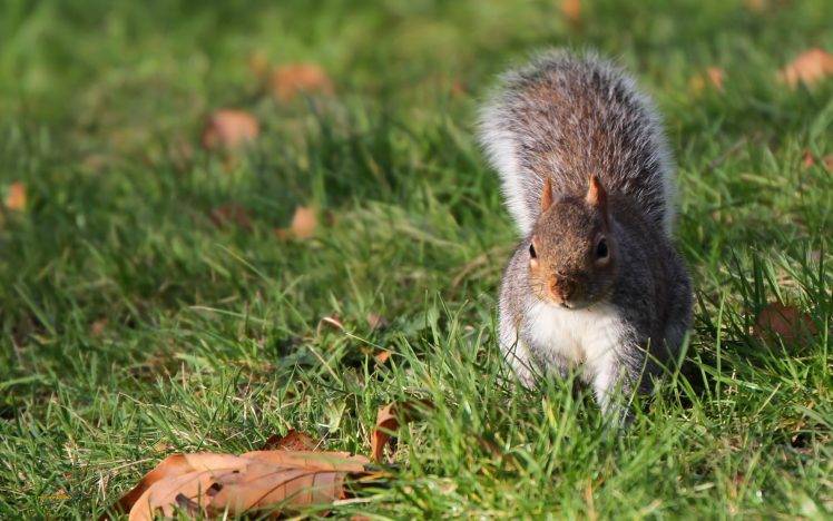 squirrel, Animals HD Wallpaper Desktop Background