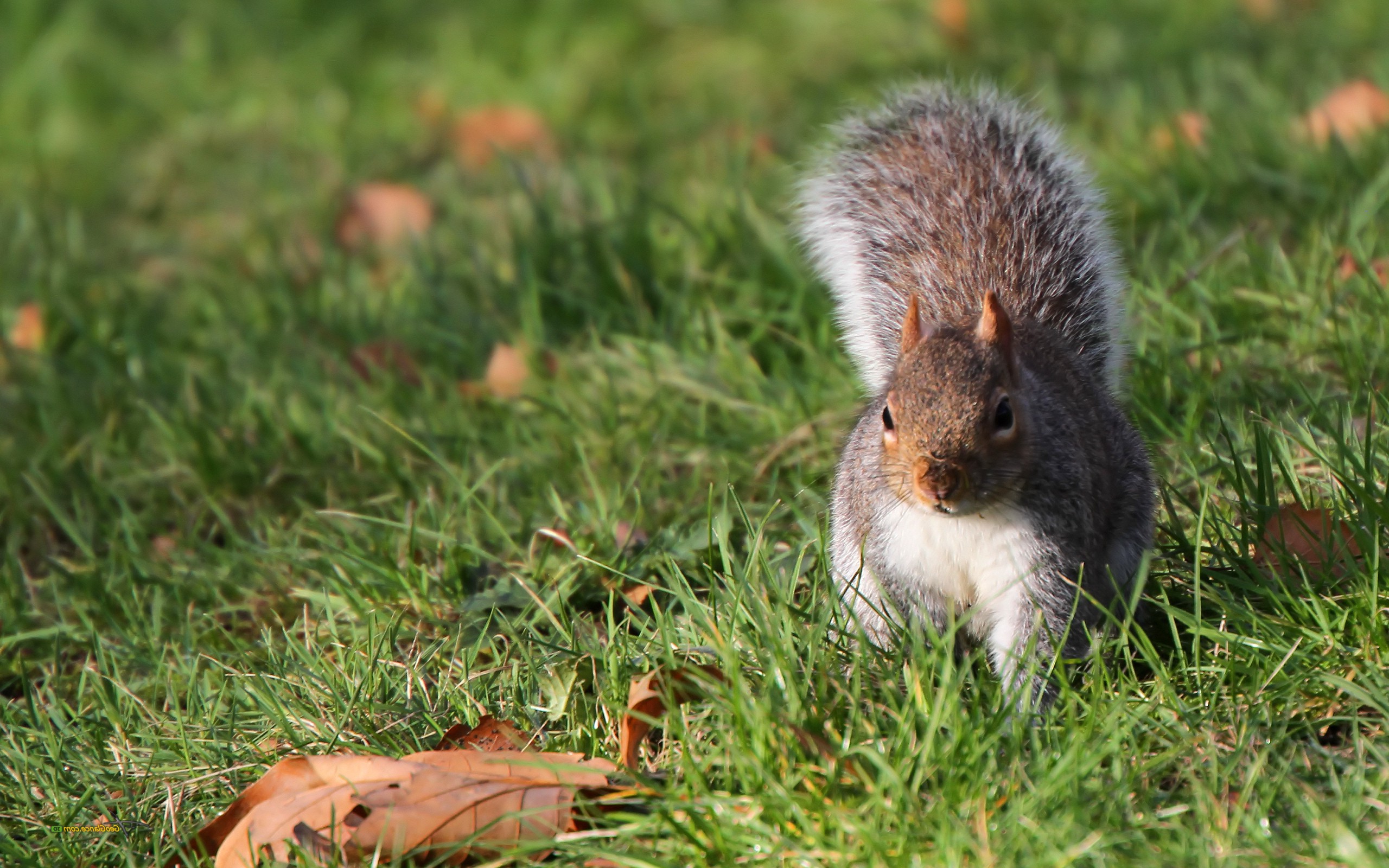 squirrel, Animals Wallpaper