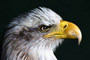 eagle, Birds, Closeup, Animals, Nature