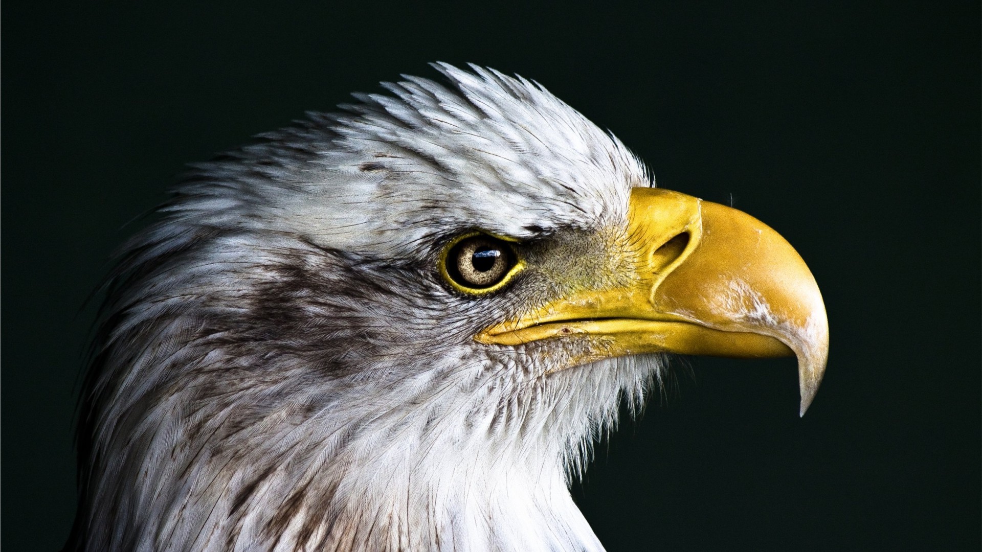 eagle, Birds, Closeup, Animals, Nature Wallpapers HD / Desktop and Mobile  Backgrounds