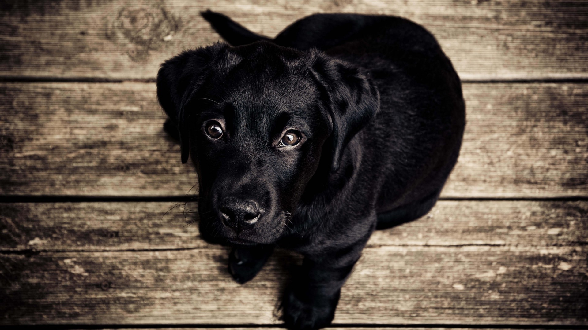 dog, Labrador Retriever, Black, Puppies, Baby Animals, Animals, Nature Wallpaper