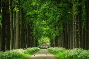 nature, Trees, Leaves, Branch, Forest, Wood, House, Birds, Road, Grass, Plants